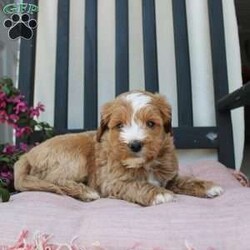 Randy/Mini Goldendoodle									Puppy/Male	/7 Weeks,Here comes the most lovable Mini Goldendoodle puppy with soft red curls and a wiggly puppy tail! Each puppy in this litter comes up to date on shots and dewormer and vet checked! The breeder has ensured that each puppy was played with by children and teens to make sure there will be a smooth transition to any home environment. If you are looking to add a hypoallergenic puppy to your home contact the King Family today! 