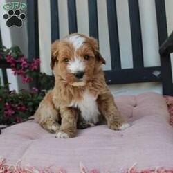 Randy/Mini Goldendoodle									Puppy/Male	/7 Weeks,Here comes the most lovable Mini Goldendoodle puppy with soft red curls and a wiggly puppy tail! Each puppy in this litter comes up to date on shots and dewormer and vet checked! The breeder has ensured that each puppy was played with by children and teens to make sure there will be a smooth transition to any home environment. If you are looking to add a hypoallergenic puppy to your home contact the King Family today! 