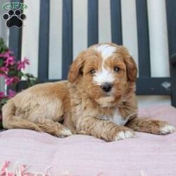 Randy/Mini Goldendoodle									Puppy/Male	/7 Weeks,Here comes the most lovable Mini Goldendoodle puppy with soft red curls and a wiggly puppy tail! Each puppy in this litter comes up to date on shots and dewormer and vet checked! The breeder has ensured that each puppy was played with by children and teens to make sure there will be a smooth transition to any home environment. If you are looking to add a hypoallergenic puppy to your home contact the King Family today! 