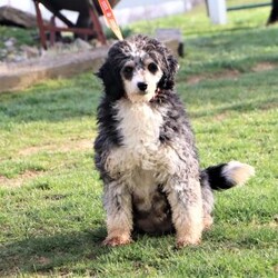 Rosie/Mini Bernedoodle									Puppy/Female	/9 Weeks,Meet this sweet Mini Bernedoodle girl named Rosie, an affectionate and playful companion with a soft, curly coat and gentle eyes that are hard to resist. She’s always down for a playtime session outside or going on a walk! She’s a great fit for families, couples, or anyone looking for a loyal friend to share everyday adventures. With her low-shedding coat, she’s considered hypoallergenic—an ideal choice for those with mild allergies or anyone who prefers less fur around the house.