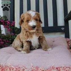 Randy/Mini Goldendoodle									Puppy/Male	/7 Weeks,Here comes the most lovable Mini Goldendoodle puppy with soft red curls and a wiggly puppy tail! Each puppy in this litter comes up to date on shots and dewormer and vet checked! The breeder has ensured that each puppy was played with by children and teens to make sure there will be a smooth transition to any home environment. If you are looking to add a hypoallergenic puppy to your home contact the King Family today! 