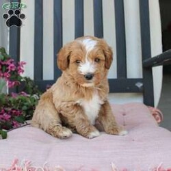 Randy/Mini Goldendoodle									Puppy/Male	/7 Weeks,Here comes the most lovable Mini Goldendoodle puppy with soft red curls and a wiggly puppy tail! Each puppy in this litter comes up to date on shots and dewormer and vet checked! The breeder has ensured that each puppy was played with by children and teens to make sure there will be a smooth transition to any home environment. If you are looking to add a hypoallergenic puppy to your home contact the King Family today! 