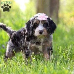 Clover/Cavapoo									Puppy/Female	/8 Weeks, With her soft, curly coat, sparkling eyes, and irresistible charm, she is the perfect blend of playful energy and snuggly affection. She loves being the center of attention—whether she’s prancing through the yard, chasing her favorite toys, or curling up for a quiet cuddle by your side. Her gentle, loving nature and lively personality make her a wonderful companion for families, couples, or anyone looking for a loyal furry friend.