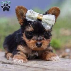 Lucy/Yorkie									Puppy/Female	/7 Weeks,Say hello to Lucy, an absolutely adorable AKC-registered Yorkshire Terrier with a soft black and tan coat and sparkling eyes that will instantly melt your heart. She’s the perfect mix of playful energy and gentle affection — whether she’s bouncing around during playtime or curled up for a cozy nap, Lucy brings joy wherever she goes.