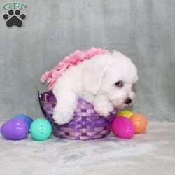 Poppy/Bichon Frise									Puppy/Male	/14 Weeks,Here comes a playful Bichon Frise puppy who is already started on potty training and crate training!  This pup will be small as an adult since the parents were only 10lbs-13lbs. This cutie is born to parents who are Genetically Tested for breed specific hereditary issues and their results show that this litter of puppies will not have any issues that will adversely affect their health. While other Bichons may suffer from health issues as they age, this pup has no predispositions to Bichon health concerns!  Each pup in this litter is up to date on shots and dewormer and vet checked and well socialized with children, teens, adults, and other puppies! We offer the option for  a 1 Year Genetic Health Guarantee! This puppy can have limited ACA papers and be microchipped for an extra fee!