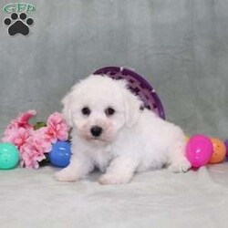 Poppy/Bichon Frise									Puppy/Male	/14 Weeks,Here comes a playful Bichon Frise puppy who is already started on potty training and crate training!  This pup will be small as an adult since the parents were only 10lbs-13lbs. This cutie is born to parents who are Genetically Tested for breed specific hereditary issues and their results show that this litter of puppies will not have any issues that will adversely affect their health. While other Bichons may suffer from health issues as they age, this pup has no predispositions to Bichon health concerns!  Each pup in this litter is up to date on shots and dewormer and vet checked and well socialized with children, teens, adults, and other puppies! We offer the option for  a 1 Year Genetic Health Guarantee! This puppy can have limited ACA papers and be microchipped for an extra fee!