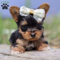 Lucy/Yorkie									Puppy/Female	/7 Weeks,Say hello to Lucy, an absolutely adorable AKC-registered Yorkshire Terrier with a soft black and tan coat and sparkling eyes that will instantly melt your heart. She’s the perfect mix of playful energy and gentle affection — whether she’s bouncing around during playtime or curled up for a cozy nap, Lucy brings joy wherever she goes.
