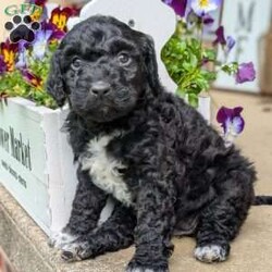 Millie/Portuguese Water Dog									Puppy/Female	/March 25th, 2025,Millie is a sweet and adorable little puppy! She is up to date on dewormer and vaccinations. She has been vet checked and is a healthy little pup. She is used to playing with our little children and gets lots of cuddles from them. If you’re interested in giving Millie a loving home or have any questions give us a text or call.