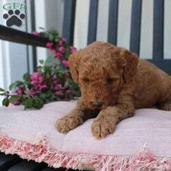 Abigail/Mini Goldendoodle									Puppy/Female	/7 Weeks,Curls, kisses, wiggles, and puppy breath… These Mini Goldendoodles have it all! The mother Angie is a Miniature Goldendoodle and the father Johnny Boy is a Miniature Poodle so this pup would be the perfect fit for an allergy sufferer or family who wants a puppy who won’t shed! Each puppy comes up to date on shots and dewormer and is vet checked. The breeder has ensured that the puppies are well socialized as well! If you would like to learn more about how you can add this cutie pie to your home contact the King Family today! 