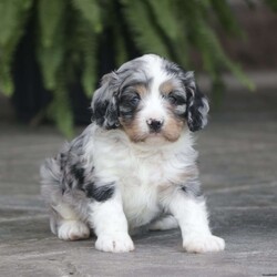 Flame/Cavapoo									Puppy/Male	/April 7th, 2025,Flame is a sweetheart raised with the kind of love and care that a puppy needs for a great start in life! He also enjoys a special diet for optimal health. Call, text, or email to schedule your meet with this sweet boy! (we also offer facetime meetings)