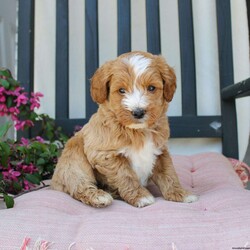 Randy/Mini Goldendoodle									Puppy/Male	/7 Weeks,Here comes the most lovable Mini Goldendoodle puppy with soft red curls and a wiggly puppy tail! Each puppy in this litter comes up to date on shots and dewormer and vet checked! The breeder has ensured that each puppy was played with by children and teens to make sure there will be a smooth transition to any home environment. If you are looking to add a hypoallergenic puppy to your home contact the King Family today! 