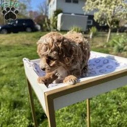 Toby/Toy Poodle									Puppy/Male	/9 Weeks,Very sweet, small breed! Raised indoors. Potty training started. Father of the puppies AKC show dog. 