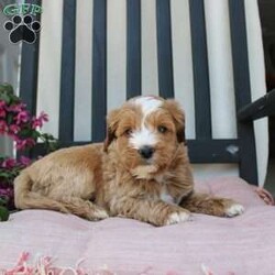 Randy/Mini Goldendoodle									Puppy/Male	/7 Weeks,Here comes the most lovable Mini Goldendoodle puppy with soft red curls and a wiggly puppy tail! Each puppy in this litter comes up to date on shots and dewormer and vet checked! The breeder has ensured that each puppy was played with by children and teens to make sure there will be a smooth transition to any home environment. If you are looking to add a hypoallergenic puppy to your home contact the King Family today! 