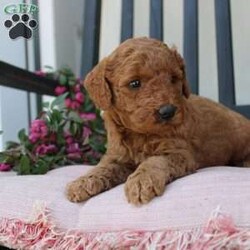 Abigail/Mini Goldendoodle									Puppy/Female	/7 Weeks,Curls, kisses, wiggles, and puppy breath… These Mini Goldendoodles have it all! The mother Angie is a Miniature Goldendoodle and the father Johnny Boy is a Miniature Poodle so this pup would be the perfect fit for an allergy sufferer or family who wants a puppy who won’t shed! Each puppy comes up to date on shots and dewormer and is vet checked. The breeder has ensured that the puppies are well socialized as well! If you would like to learn more about how you can add this cutie pie to your home contact the King Family today! 