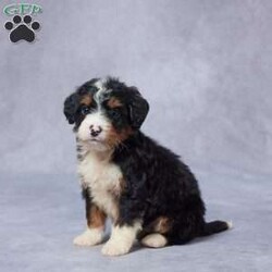 Jake/Mini Bernedoodle									Puppy/Male	/6 Weeks,Meet Jake, a sweet F1 Mini Bernedoodle who’s ready to bring love and laughter into your life! Raised in a warm, caring environment, Jake is used to being around people and other pets, making him friendly and well-socialized. He’s been thoroughly vet checked, is up to date on his vaccines and dewormer, and comes microchipped for your peace of mind. Jake’s parents are AKC registered and genetically health tested, so you can feel confident in his healthy start. He also comes with a health guarantee to ensure your new journey starts off right. Jake has a gentle spirit and a playful heart—he’s ready to become someone’s best friend for life. Delivery options are available, so your perfect pup is just a call away!