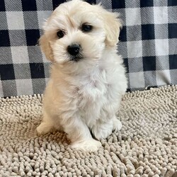 Merlin/Coton de Tulear									Puppy/Male	/March 11th, 2025,Meet Merlin a sweet little Coton de Tulear,   ACA Reg. , Vet checked and shots are up to date.    Lavern Reiff  License # 3221