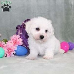 Poppy/Bichon Frise									Puppy/Male	/14 Weeks,Here comes a playful Bichon Frise puppy who is already started on potty training and crate training!  This pup will be small as an adult since the parents were only 10lbs-13lbs. This cutie is born to parents who are Genetically Tested for breed specific hereditary issues and their results show that this litter of puppies will not have any issues that will adversely affect their health. While other Bichons may suffer from health issues as they age, this pup has no predispositions to Bichon health concerns!  Each pup in this litter is up to date on shots and dewormer and vet checked and well socialized with children, teens, adults, and other puppies! We offer the option for  a 1 Year Genetic Health Guarantee! This puppy can have limited ACA papers and be microchipped for an extra fee!