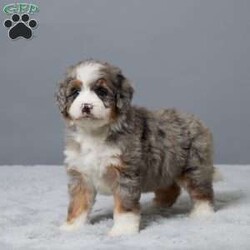Heather/Mini Bernedoodle									Puppy/Female	/7 Weeks,Meet Heather, a sweet Mini Bernedoodle with a heart full of love! She’s family raised with lots of attention, making her extra friendly and well-socialized. Heather has been vet checked, microchipped, and is up to date on her vaccines and dewormer. She’s playful, cuddly, and ready to become your best friend. Whether you’re looking for a walking buddy or a snuggle partner, Heather is the perfect fit. Don’t miss your chance to bring her home!