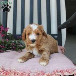 Randy/Mini Goldendoodle									Puppy/Male	/7 Weeks,Here comes the most lovable Mini Goldendoodle puppy with soft red curls and a wiggly puppy tail! Each puppy in this litter comes up to date on shots and dewormer and vet checked! The breeder has ensured that each puppy was played with by children and teens to make sure there will be a smooth transition to any home environment. If you are looking to add a hypoallergenic puppy to your home contact the King Family today! 