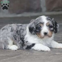 Flame/Cavapoo									Puppy/Male	/April 7th, 2025,Flame is a sweetheart raised with the kind of love and care that a puppy needs for a great start in life! He also enjoys a special diet for optimal health. Call, text, or email to schedule your meet with this sweet boy! (we also offer facetime meetings)