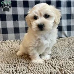 Merlin/Coton de Tulear									Puppy/Male	/March 11th, 2025,Meet Merlin a sweet little Coton de Tulear,   ACA Reg. , Vet checked and shots are up to date.    Lavern Reiff  License # 3221