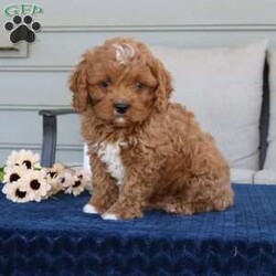 Drake/Cavapoo									Puppy/Male	/8 Weeks,How cute is little Drake? Drake is a F1 Cavapoo who will quickly become your best friend. He has a stunning dark red coloring with the perfect white markings. He is well socialized with my 2 young children and very playful. Duke is vet checked, dewormed, vaccinated, and comes with a one year genetic health guarantee. To meet your new best friend call or text Casondra Lapp, I would love to have you come meet him or one of his siblings. 