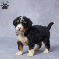 Jake/Mini Bernedoodle									Puppy/Male	/6 Weeks,Meet Jake, a sweet F1 Mini Bernedoodle who’s ready to bring love and laughter into your life! Raised in a warm, caring environment, Jake is used to being around people and other pets, making him friendly and well-socialized. He’s been thoroughly vet checked, is up to date on his vaccines and dewormer, and comes microchipped for your peace of mind. Jake’s parents are AKC registered and genetically health tested, so you can feel confident in his healthy start. He also comes with a health guarantee to ensure your new journey starts off right. Jake has a gentle spirit and a playful heart—he’s ready to become someone’s best friend for life. Delivery options are available, so your perfect pup is just a call away!