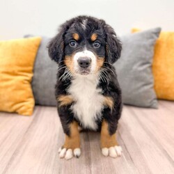 Claire/Bernese Mountain Dog									Puppy/Female	/7 Weeks
