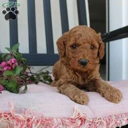 Abigail/Mini Goldendoodle									Puppy/Female	/7 Weeks,Curls, kisses, wiggles, and puppy breath… These Mini Goldendoodles have it all! The mother Angie is a Miniature Goldendoodle and the father Johnny Boy is a Miniature Poodle so this pup would be the perfect fit for an allergy sufferer or family who wants a puppy who won’t shed! Each puppy comes up to date on shots and dewormer and is vet checked. The breeder has ensured that the puppies are well socialized as well! If you would like to learn more about how you can add this cutie pie to your home contact the King Family today! 