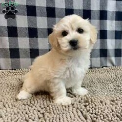 Merlin/Coton de Tulear									Puppy/Male	/March 11th, 2025,Meet Merlin a sweet little Coton de Tulear,   ACA Reg. , Vet checked and shots are up to date.    Lavern Reiff  License # 3221