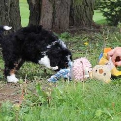 Rosie/Mini Bernedoodle									Puppy/Female	/9 Weeks,Meet this sweet Mini Bernedoodle girl named Rosie, an affectionate and playful companion with a soft, curly coat and gentle eyes that are hard to resist. She’s always down for a playtime session outside or going on a walk! She’s a great fit for families, couples, or anyone looking for a loyal friend to share everyday adventures. With her low-shedding coat, she’s considered hypoallergenic—an ideal choice for those with mild allergies or anyone who prefers less fur around the house.