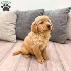 Allie/Golden Retriever									Puppy/Female	/8 Weeks,Meet Allie! This sweet and adorable Golden Retriever is looking for a forever family!