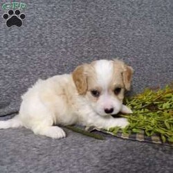 Biscuit/Cavachon									Puppy/Male	/7 Weeks,Hi, im a Cavashon puppy. I am looking forward to meeting you! I am up to date with my immunizations, my wormer medications, and I have a Micro-chip so that I can be easily identified if I ever become lost! 