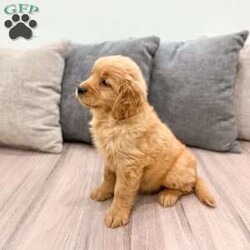 Allie/Golden Retriever									Puppy/Female	/8 Weeks,Meet Allie! This sweet and adorable Golden Retriever is looking for a forever family!