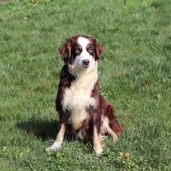 Aprilia/Miniature Australian Shepherd									Puppy/Female	/7 Weeks,Looking for a smart, loyal, and loving companion? Aprilia, our stunning AKC-registered Miniature Australian Shepherd puppy, is ready to steal your heart. With her irresistibly soft coat, vibrant eyes full of curiosity, and charming personality, she is the total package—brains, beauty, and heart.