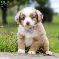 Aprilia/Miniature Australian Shepherd									Puppy/Female	/7 Weeks,Looking for a smart, loyal, and loving companion? Aprilia, our stunning AKC-registered Miniature Australian Shepherd puppy, is ready to steal your heart. With her irresistibly soft coat, vibrant eyes full of curiosity, and charming personality, she is the total package—brains, beauty, and heart.