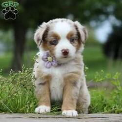 Aprilia/Miniature Australian Shepherd									Puppy/Female	/7 Weeks,Looking for a smart, loyal, and loving companion? Aprilia, our stunning AKC-registered Miniature Australian Shepherd puppy, is ready to steal your heart. With her irresistibly soft coat, vibrant eyes full of curiosity, and charming personality, she is the total package—brains, beauty, and heart.