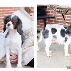 Lucy/Cavalier King Charles Spaniel									Puppy/Female	/April 17th, 2025,Lucy is one of 5 in her litter, she is the smallest , and has approximate adult weight of 15 pounds . She is sweet and has the entire family catering to her needs because of her size . 