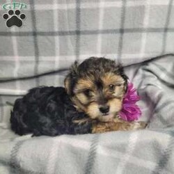 Abby/Yorkie Poo									Puppy/Female	/10 Weeks,Abby is a very cute and friendly puppy,  plus well socialized  with children. She has alot of poodle curl to her coat and would  be considered  hypoallergenic.  Her mom is a poodle and dad is a Yorkie. She is bigger and more laid back than her sister, and will likely be  approx  6 to 8 # s as an adult. Please contact us to make sweet  Abby  your very own puppy!