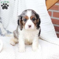 Roxy/Cavalier King Charles Spaniel									Puppy/Female	/April 17th, 2025,Roxy is one of 5 in her litter , her approximate adult weight is 18 to 20 pounds , she is sweet ,and  loves playing with kids . 