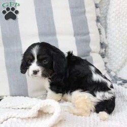 Lucy/Cavalier King Charles Spaniel									Puppy/Female	/April 17th, 2025,Lucy is one of 5 in her litter, she is the smallest , and has approximate adult weight of 15 pounds . She is sweet and has the entire family catering to her needs because of her size . 