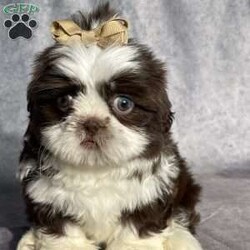 Casey/Shih Tzu									Puppy/Female	/10 Weeks,Hi Meet Casey! This beautiful little shihtzu  will come to you vet checked, shots,wormed and microchipped.  Casey  is looking for he’s forever home contact me for details..