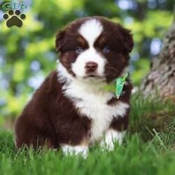 Snorkel/Miniature Australian Shepherd									Puppy/Male	/8 Weeks,Introducing Snorkel, our incredibly smart and sweet AKC Miniature Australian Shepherd puppy! With a coat as soft as a cloud and bright eyes full of curiosity, Snorkel is more than just adorable—he’s a clever little companion ready to bring energy, love, and fun into your life. Snorkel’s personality is as vibrant as his striking coat—outgoing, intelligent, and full of life. He’s been lovingly raised with daily attention to help him grow into a confident, well-socialized pup who’s ready to thrive in his forever home.
