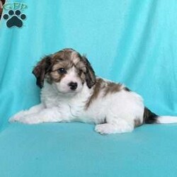 Mickey/Cavachon									Puppy/Male	/8 Weeks,Meet Mickey!! He is a handsome little guy waiting on his new forever home! He is a f1 cavachon meaning his momma is a bichon and his daddy is a cavalier. He is est to weigh approx 15lbs full grown. He has a very sweet and laid back personality and loves everyone he meets!! He does wonderful with kids and loves to cuddle. Mickey is up to date on age appropriate vaccinations and is up to date on his de worming schedule as well. All of our puppies come with a 1 year genetic health guarantee and will have their puppy wellness exams done before leaving for their new homes as well, to be sure they are in perfect health! For more info on this sweet boy feel free to reach out to me anytime!! My name is Leanna!