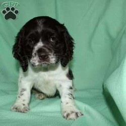 Sammy/Cocker Spaniel									Puppy/Male	/9 Weeks,Here comes a beautiful Cocker Spaniel puppy with floppy ears and a soft curly coat! This perfect puppy is up to date on shots and dewormer and vet checked! The mother Sandy is a sweet Cocker Spaniel and the father Maxer is handsome and smart! If you are looking for a puppy who is well socialized and loves attention contact us today! 