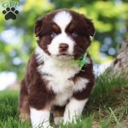 Snorkel/Miniature Australian Shepherd									Puppy/Male	/8 Weeks,Introducing Snorkel, our incredibly smart and sweet AKC Miniature Australian Shepherd puppy! With a coat as soft as a cloud and bright eyes full of curiosity, Snorkel is more than just adorable—he’s a clever little companion ready to bring energy, love, and fun into your life. Snorkel’s personality is as vibrant as his striking coat—outgoing, intelligent, and full of life. He’s been lovingly raised with daily attention to help him grow into a confident, well-socialized pup who’s ready to thrive in his forever home.