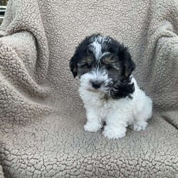 Elliot/Havanese									Puppy/Male	/18 Weeks,This is Elliot, very playfull and friendly. He is up to date on his vaccination and deworming and he is microchipped, we can ship anywhere in the US. A deposit of 200 will hold him till you pick him up or we ship him. 