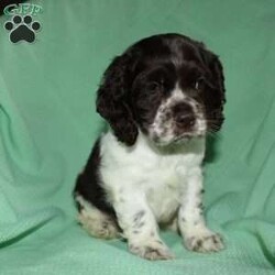 Sammy/Cocker Spaniel									Puppy/Male	/9 Weeks,Here comes a beautiful Cocker Spaniel puppy with floppy ears and a soft curly coat! This perfect puppy is up to date on shots and dewormer and vet checked! The mother Sandy is a sweet Cocker Spaniel and the father Maxer is handsome and smart! If you are looking for a puppy who is well socialized and loves attention contact us today! 