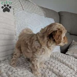 Spencer/Maltipoo									Puppy/Male	/11 Weeks,Meet Spencer, a handsome little Maltipoo, he loves playing with our small children then next he is cuddling up to them, he has such a sweet and loving personality, his estimate adult weight will be around 8lbs. His mom Luna is a sweet Maltipoo weighing around 8lbs and his daddy Lucky is a handsome mini poodle also weighing around 8lbs, Spencer will get his physical done by our local vet and will also be micro chipped, he is up to date and vaccines, he will come with a 6 month genetic health guarantee, a bag of the food he is eating, and his vaccine and vet papers, delivery is available at an additional cost.