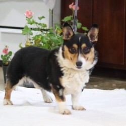 Debbie/Pembroke Welsh Corgi									Puppy/Female	/10 Weeks,Introducing the adorable AKC Pembroke Welsh Corgi puppy named Debbie! A small bundle of energy and affection. With her sleek seal colored coat and captivating large eyes, she is ready to fill your home with love and laughter. This little baby has a heart as big as her curiosity making every day an adventure. She is a perfect companion who will steal your heart with her playful antics and charming personality. 